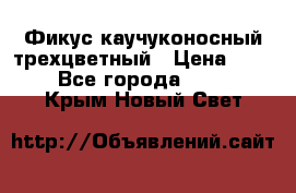 Фикус каучуконосный трехцветный › Цена ­ 500 - Все города  »    . Крым,Новый Свет